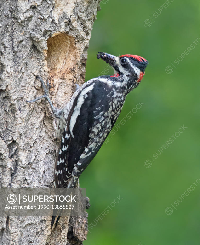 Red-naped Sapsucker, Sphyrapicus nuchalis, looking out of its nest hole ...