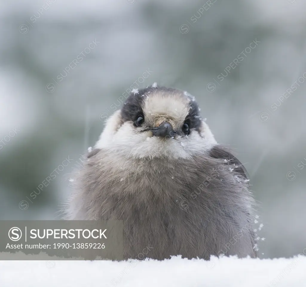 Gray Jay, Perisoreus canadensis, North Eastern Ontario, Canada