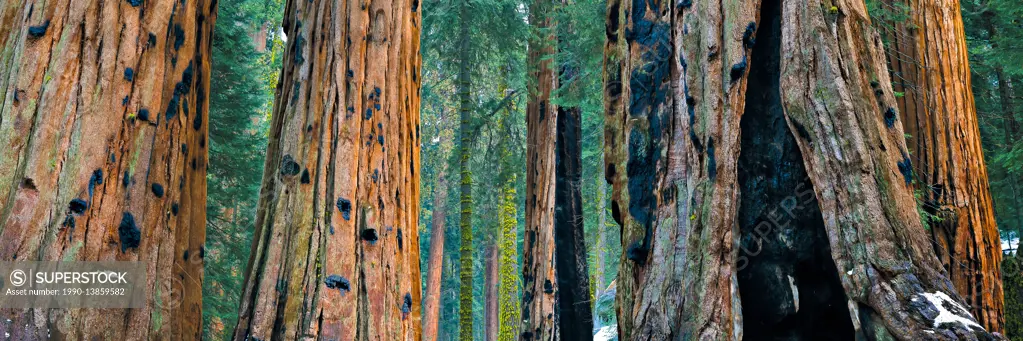 Giant Sequoia Trees (Sequoiadendron giganteum) at Sequoia National Park in winter, California, USA.