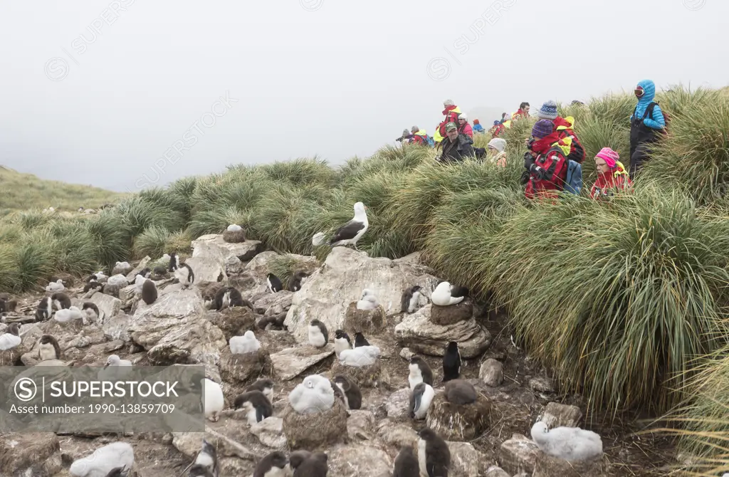 Adventure tourists look onto a Black Browed Albatross rookery where young are being raised and Rock Hopper Penguins also reside. West Point Island, Fa...