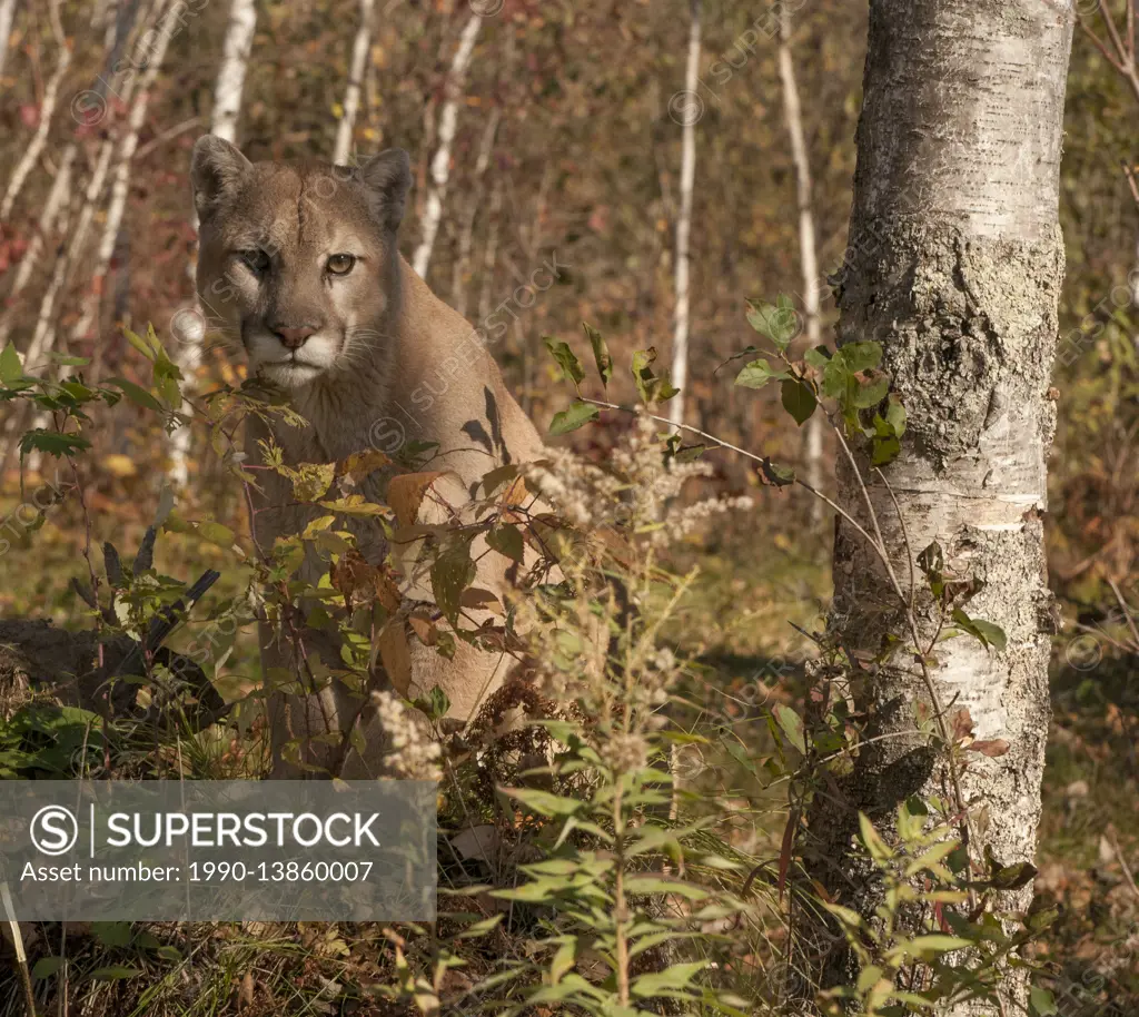 Cougar or mountain lion (Puma concolor), captive, standing in autumn colored forest. Camouflaged.