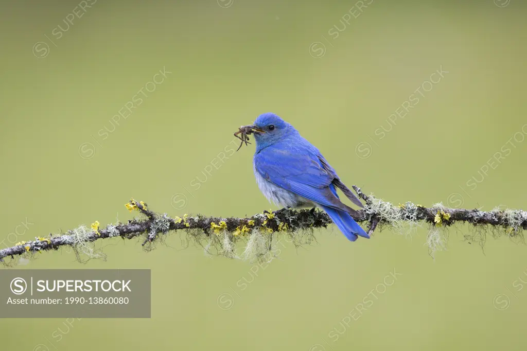 Mountain bluebird (Sialia currucoides), male with six-spotted fishing spider (Dolomedes triton) for chicks, Cariboo Region, British Columbia, Canada.