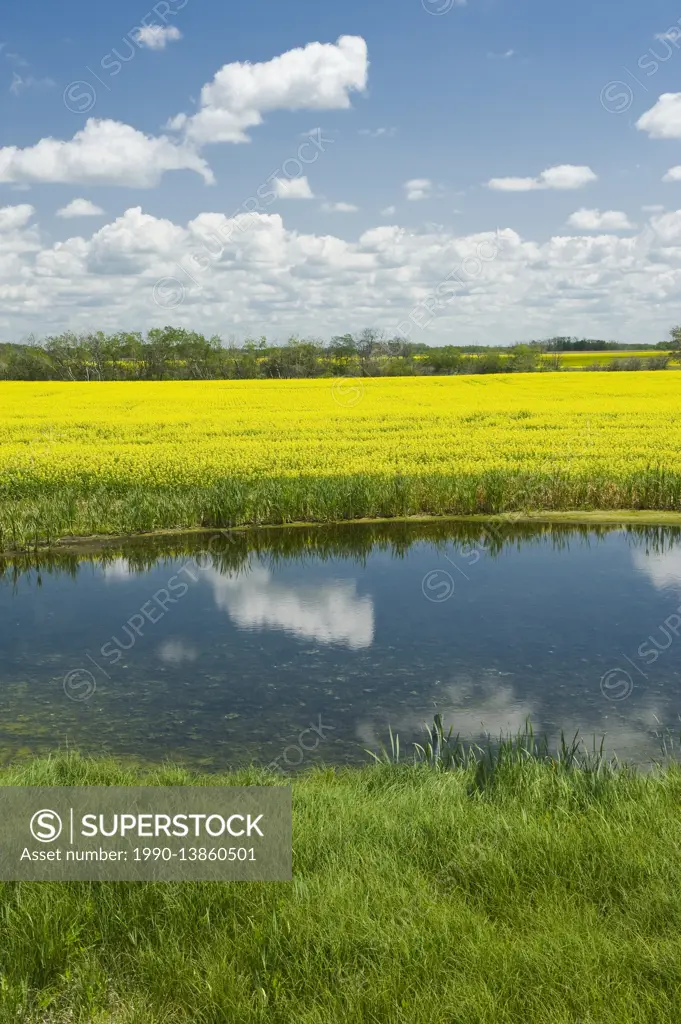 prairie slough with canola growing in the background, near Grenfell, Saskatchewan, Canada