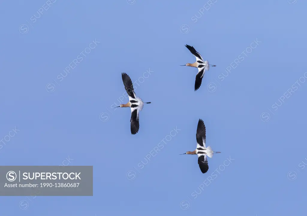 American Avocet (Recurvirostra americana) In flight, against blue sky,, colorful shorebird. Rural Alberta, Canada