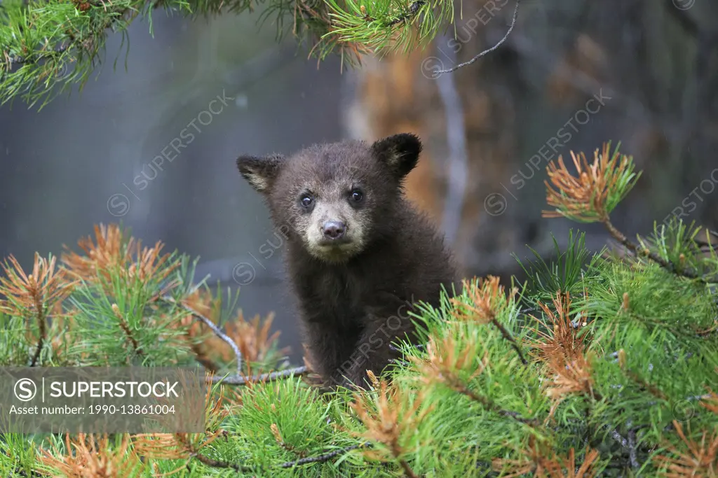 Cinnamon-coloured black bear in Jasper National Park