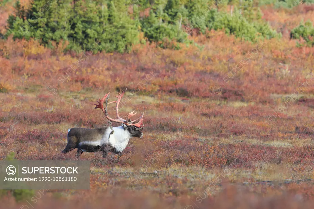 Barrenground caribou, Nunavut, Canada