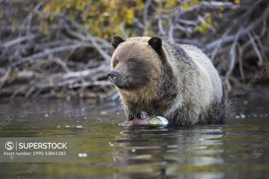 Grizzly bear, British Columbia, Canada