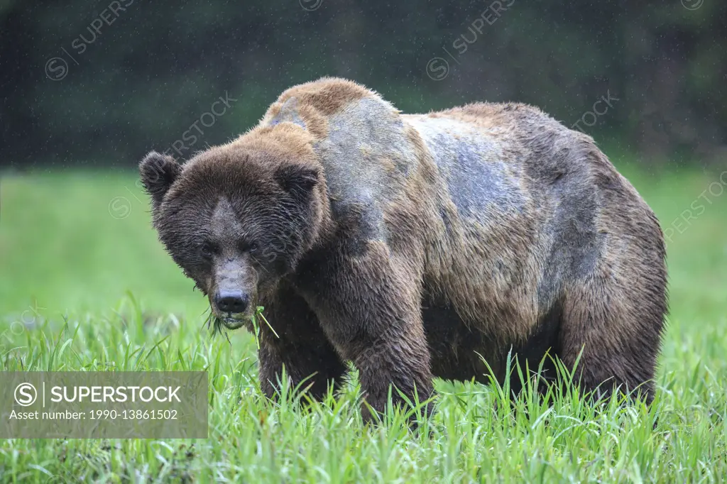 A giant battle-scarred, old, male grizzly bear in the Kwinamass Conservancy in British Columbia, Canada