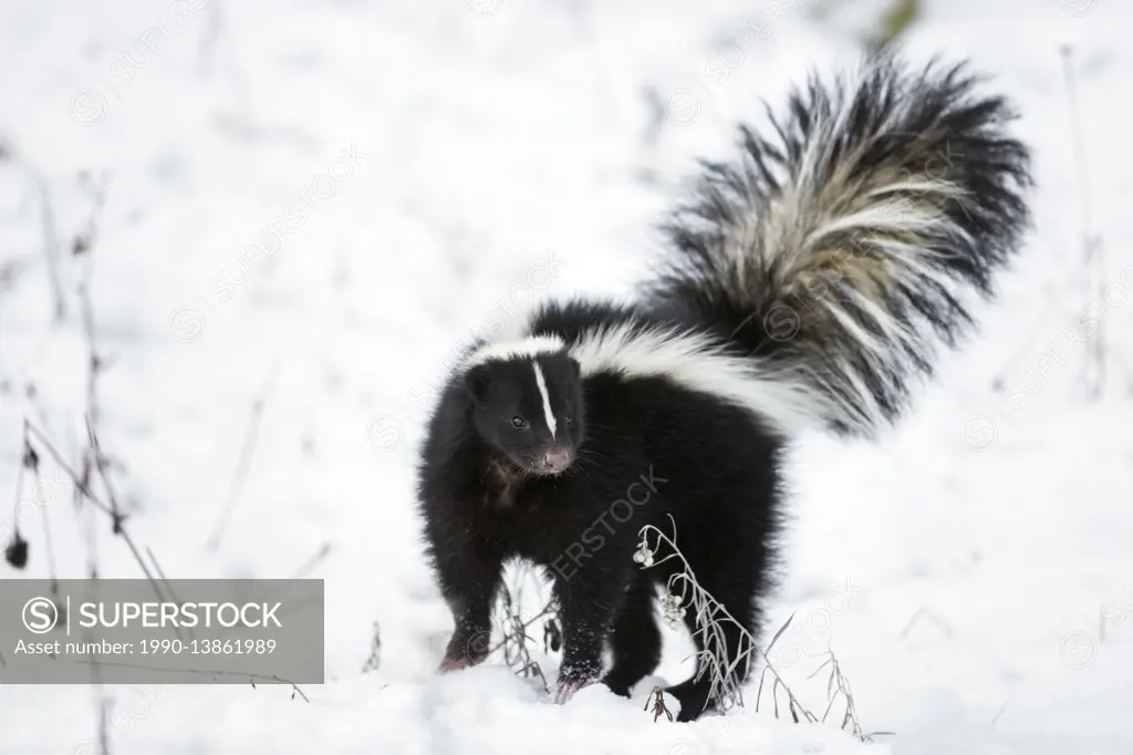 Striped Skunk, Mephitis mephitis