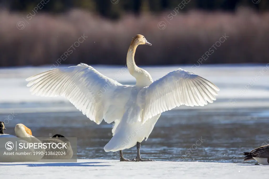 Trumpeter swan, Cygnus buccinator