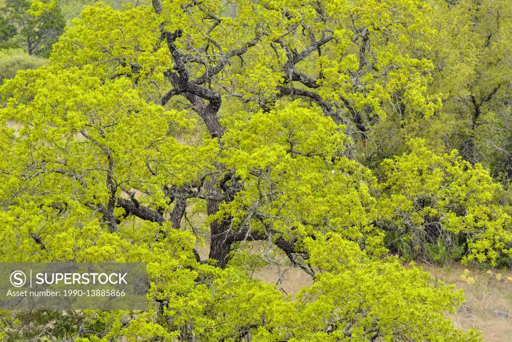 Spring trees along the Cypress Mill Road, Johnson City, Texas, USA