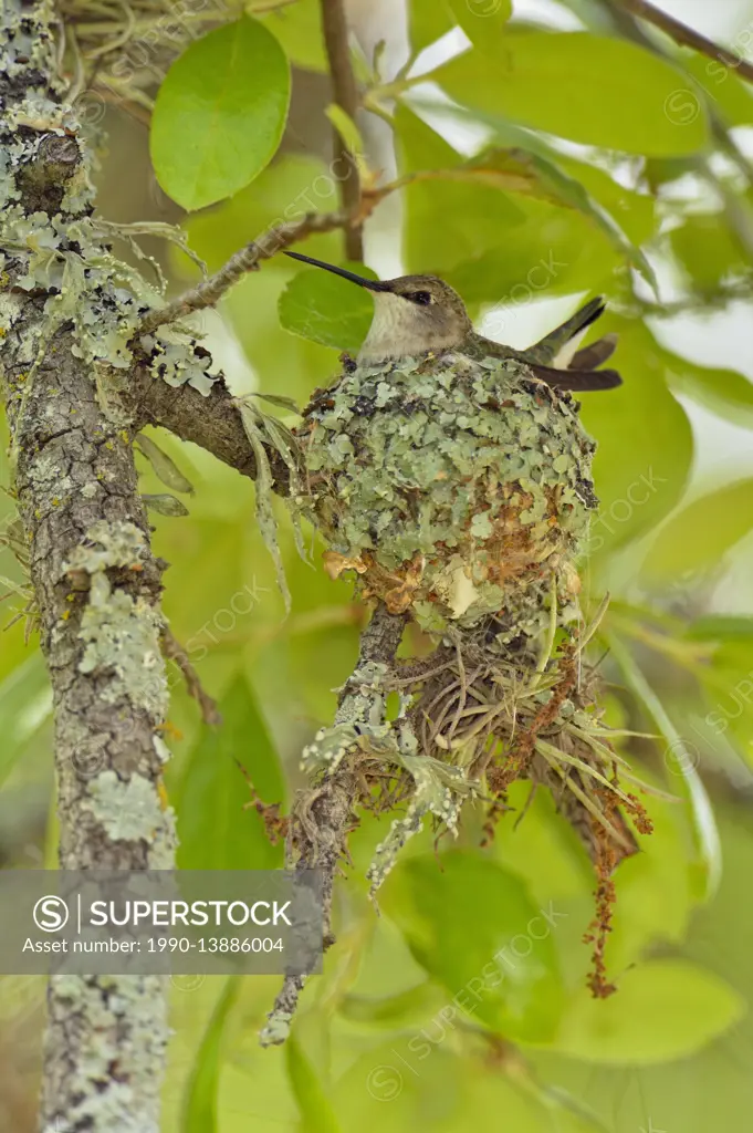 Black-chinned hummingbird (Archilochus alexandri) female in nest incubating eggs , Turkey Bend LCRA, Marble Falls, Texas, USA