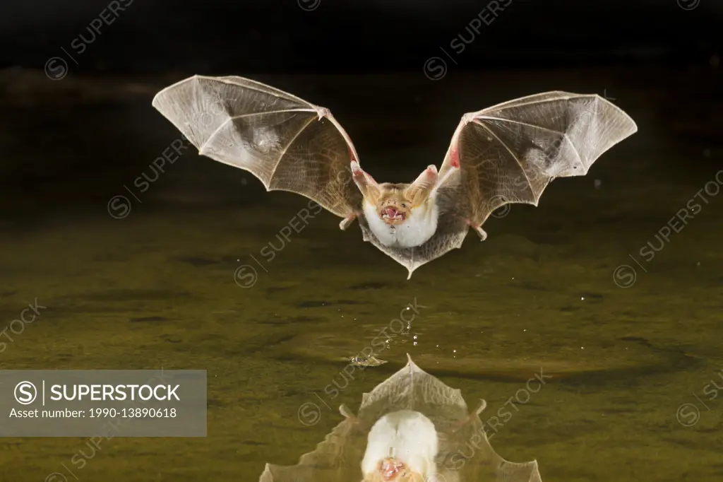 Pallid Bat, Antrozous pallidus flying low over pond in the Great Basin Desert, Okanagan, British Columbia, Canada
