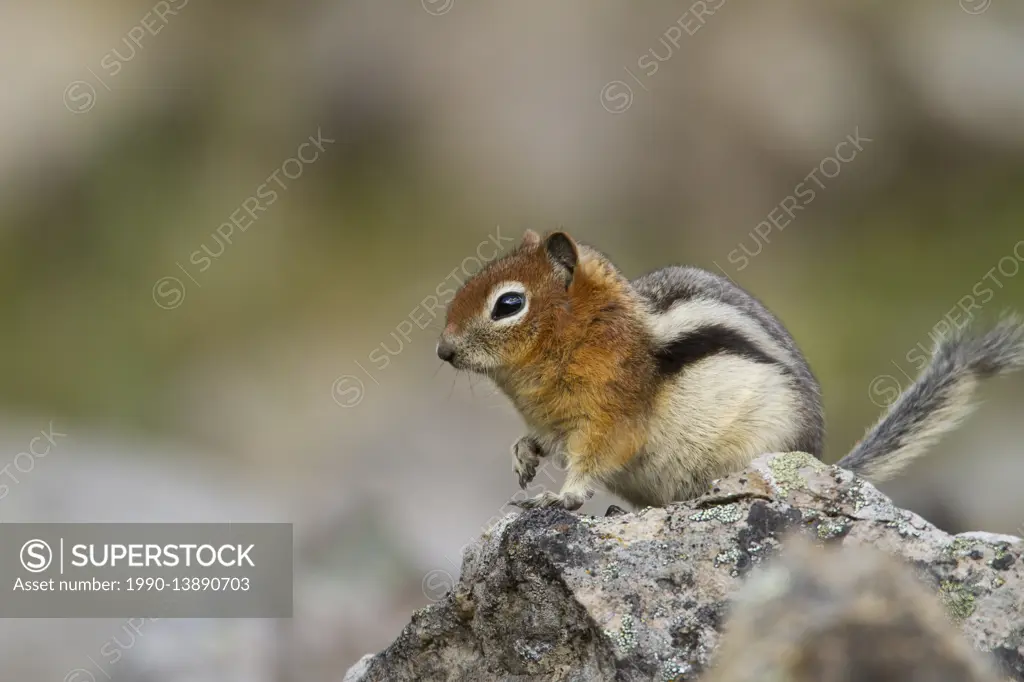 Townsend's Ground Squirrel, Spermophilus townsendii, British Columbia, Canada