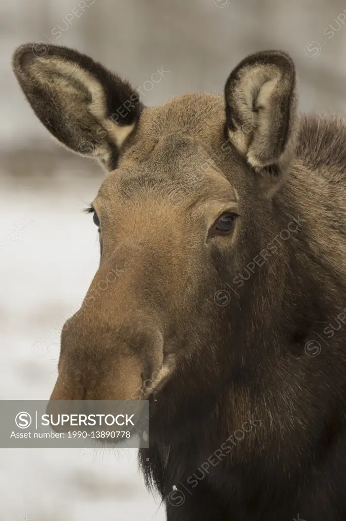 Moose, Alces alces, Yukon, British Columbia, Canada