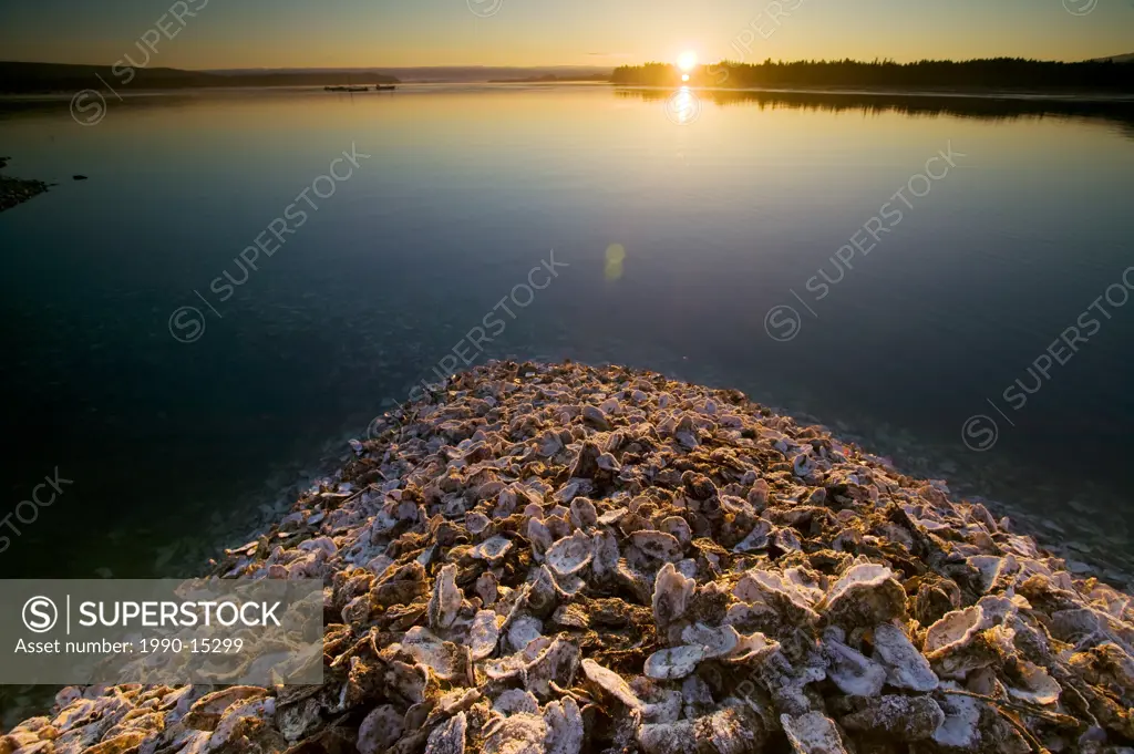 Shucked oyster shells from a local processing plant become large piles that flow right back into the sea, Fanny Bay, Vancouver Island, British Columbi...