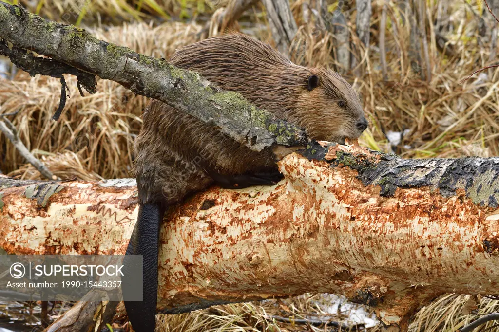 An adult beaver' Castor canadensis', that has climbed up on a fallen tree trunk to feed on bark, at the beaver boardwalk in Hinton Alberta Canada