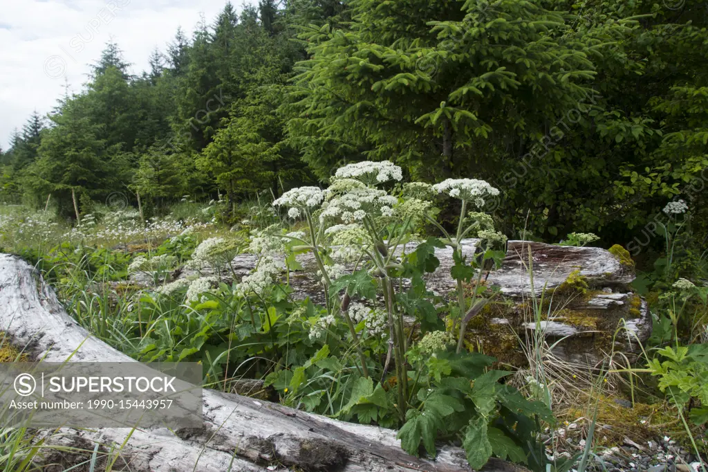 Cow parsnip, Heracleum maximum, on Haida Gwaii, formerly known as Queen Charlotte Islands, British Columbia, Canada