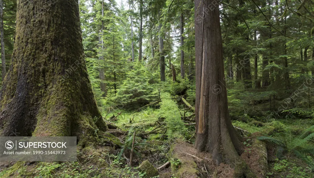 Golden Spruce trail, Port Clements, Culturally modified cedar tree, Haida Gwaii, formerly known as Queen Charlotte Islands, British Columbia, Canada