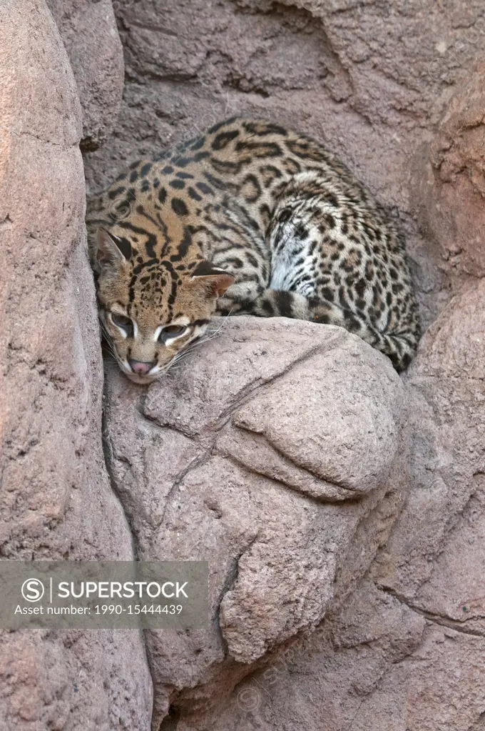 Ocelot (Leopardus pardalis), inside enclosure at Arizona Sonora Desert Museum, Tucson, AZ