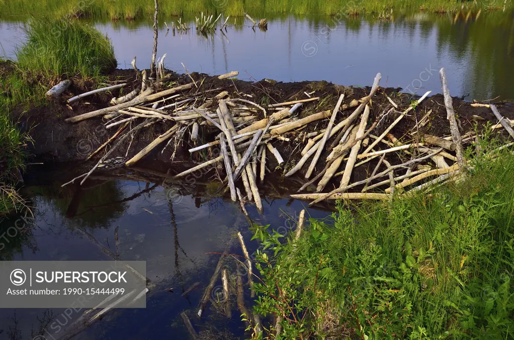 A new section of beaver dam that was built by the beavers after a washout of the beaver pond at the beaver boardwalk in Hinton Alberta Canada.