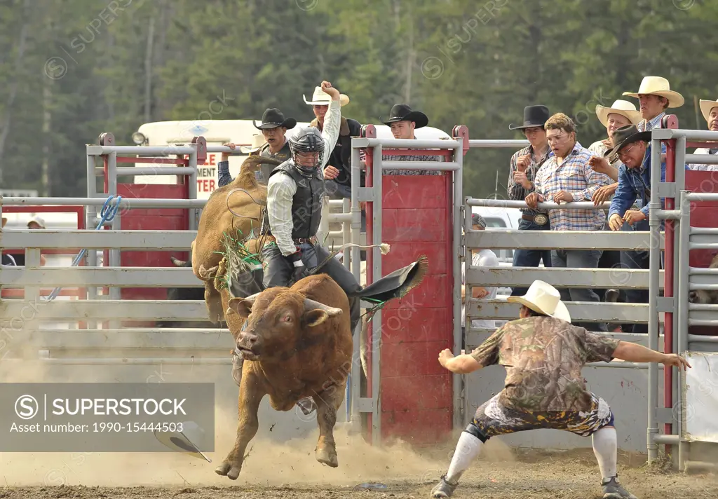 A bull rider tries his hand at riding a bucking bull at a rodeo in Hinton Alberta Canada