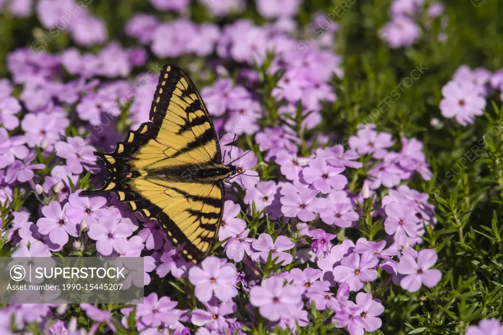 Canadian tiger swallowtail (Papilio canadensis) nectaring garden phlox flowers, Greater Sudbury, Ontario, Canada