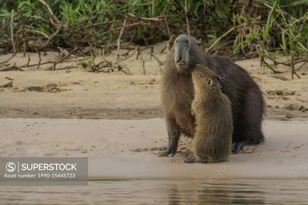 Capybara near a river in the Pantanal region of Brazil