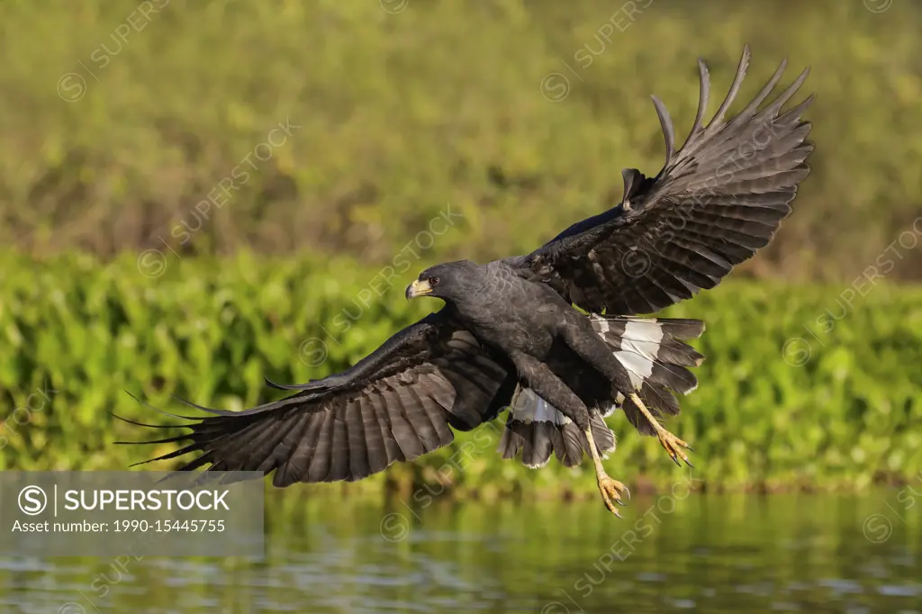 Great Black Hawk (Buteogallus urubitinga) flying in the Pantanal region of Brazil.