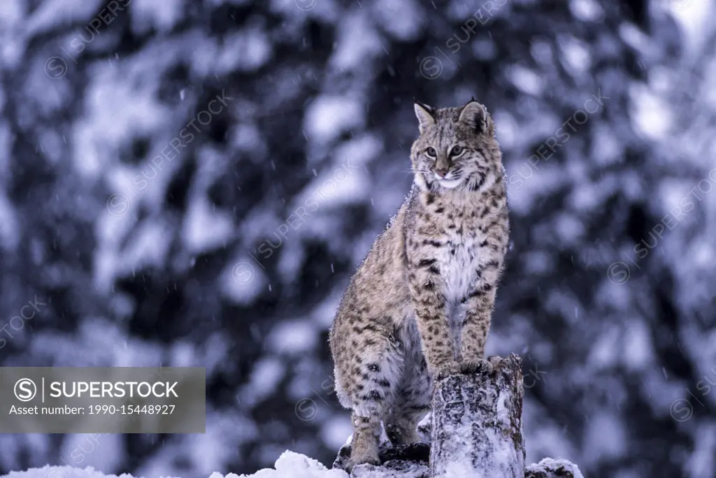 Bobcat (captive species), Felis rufus