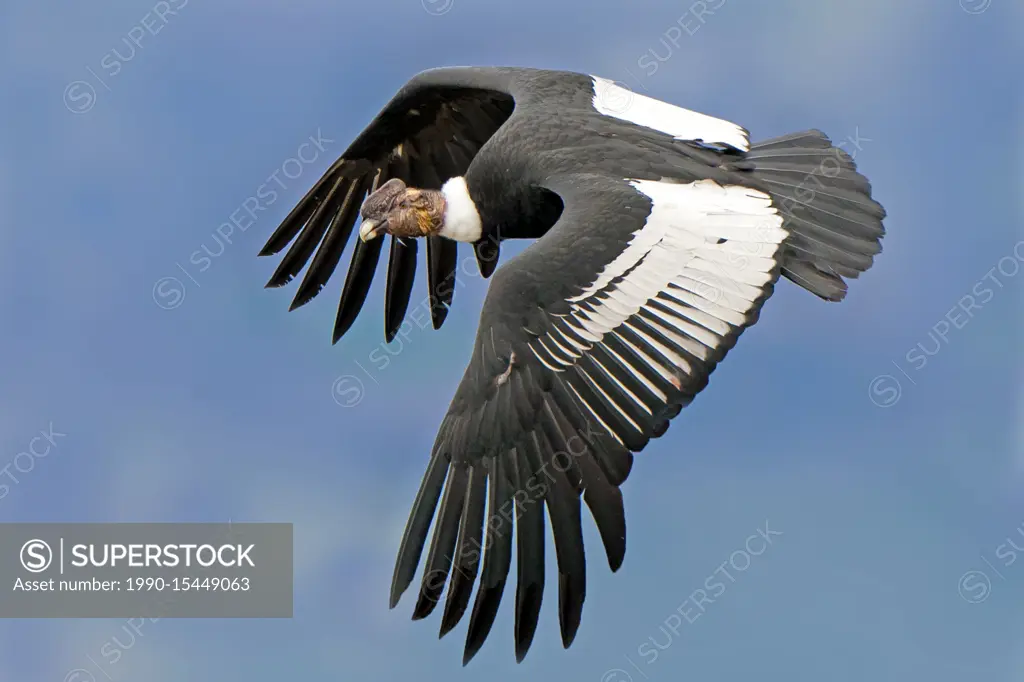 Adult male Andean condor (Vultur gryphus), Torres del Paine National Park, southern Patagonia, Chile