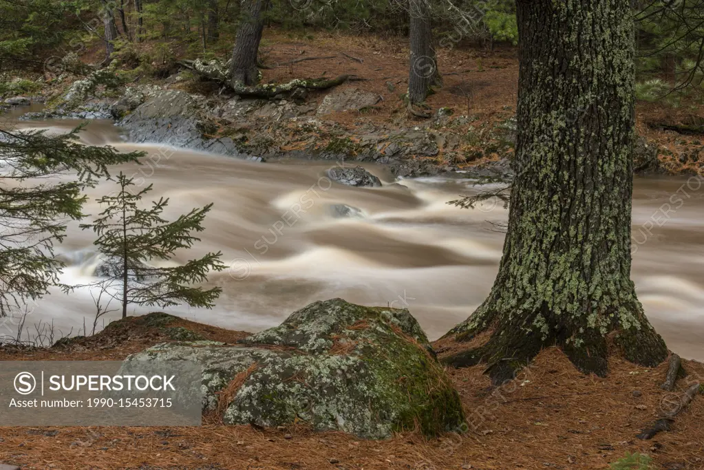 Standing waves and rushing water in the Amnicon River with shoreline pine trees