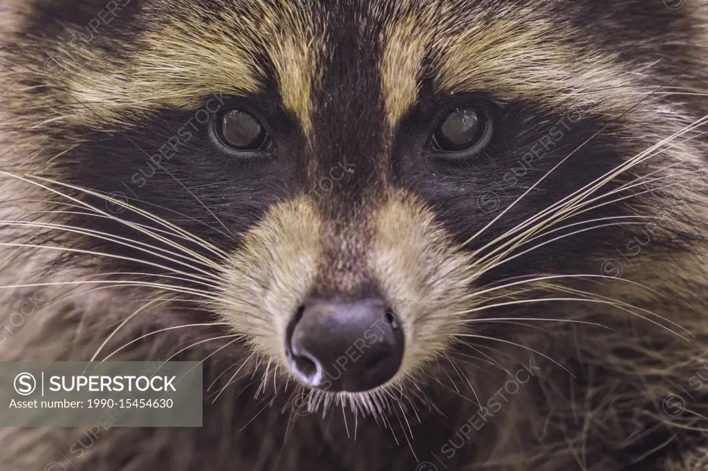 Raccoon (Procyon lotor) in Muskoka near Parry Sound, Ontario, Canada