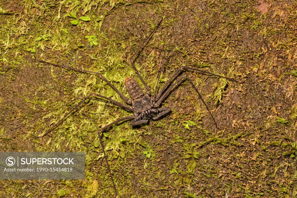 Tailless Whip Scorpion in the Cordillera Escalera of the Amazon Rainforest of Tarapoto, Peru.