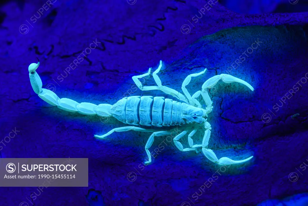 Striped bark scorpion (Centruroides vittatus) Captive photographed under ultraviolet light, Santa Clara ranch, Starr County, Texas, USA