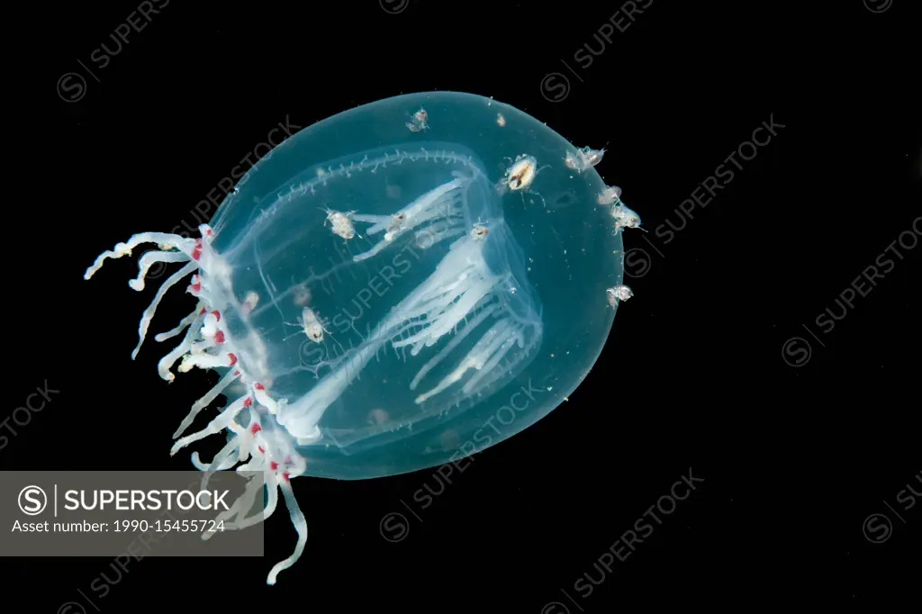 Red-eye medusa jellyfish with hitchhiking amphipods, Polyorchis pencillatus, Browning Passage, British Columbia, Canada