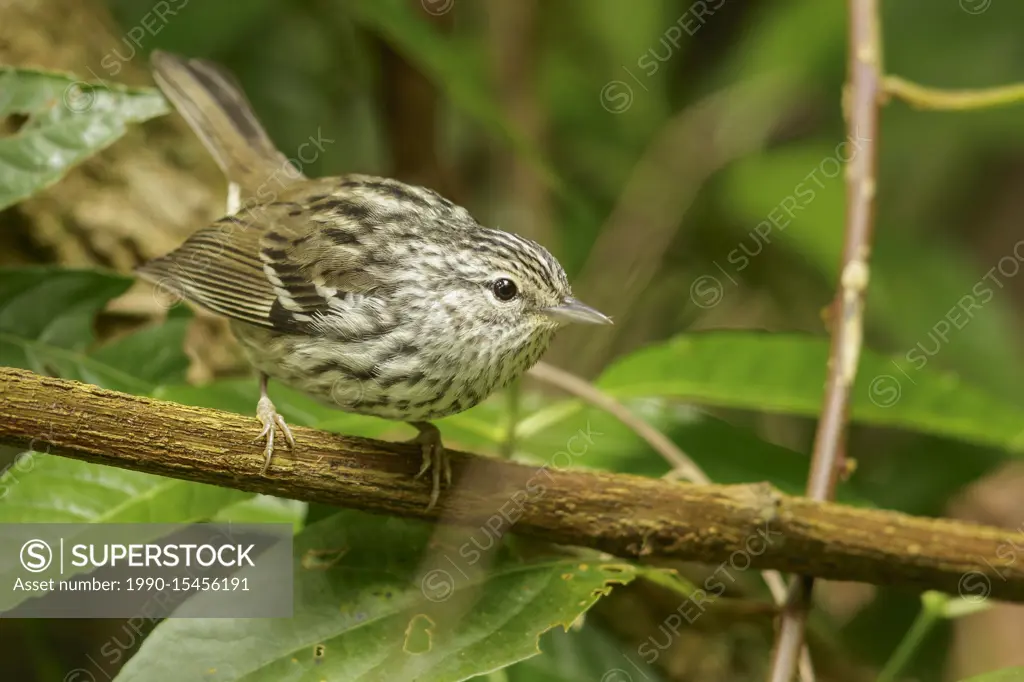 Arrowhead Warbler (Setophaga pharetra) perched on a branch in Jamaica in the Caribbean.