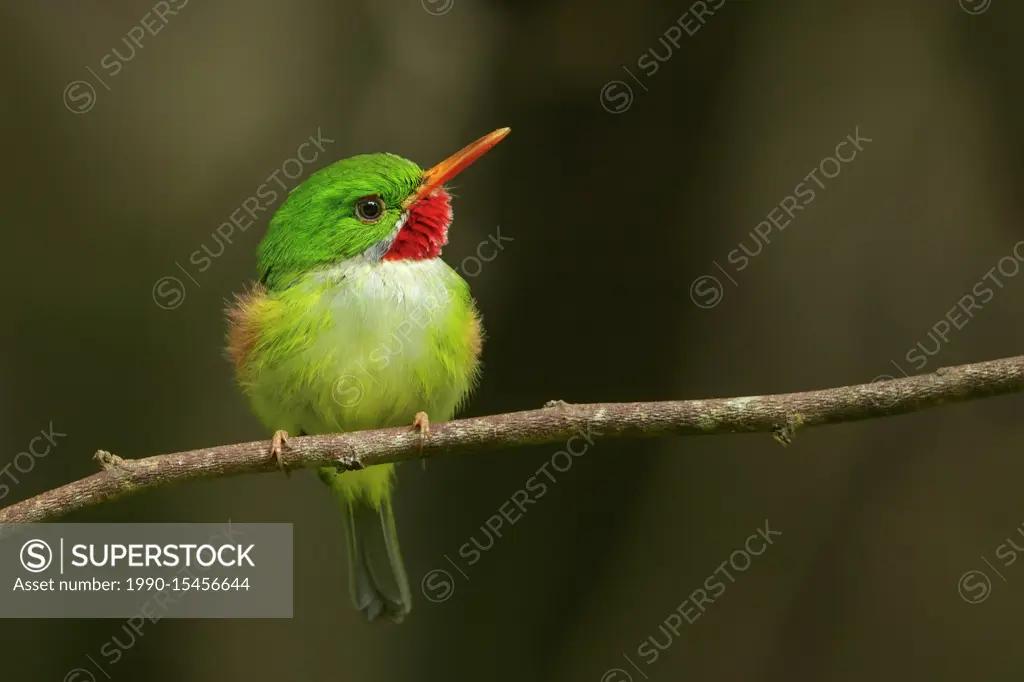 Jamaican Tody (Todus todus) perched on a branch in Jamaica in the Caribbean.