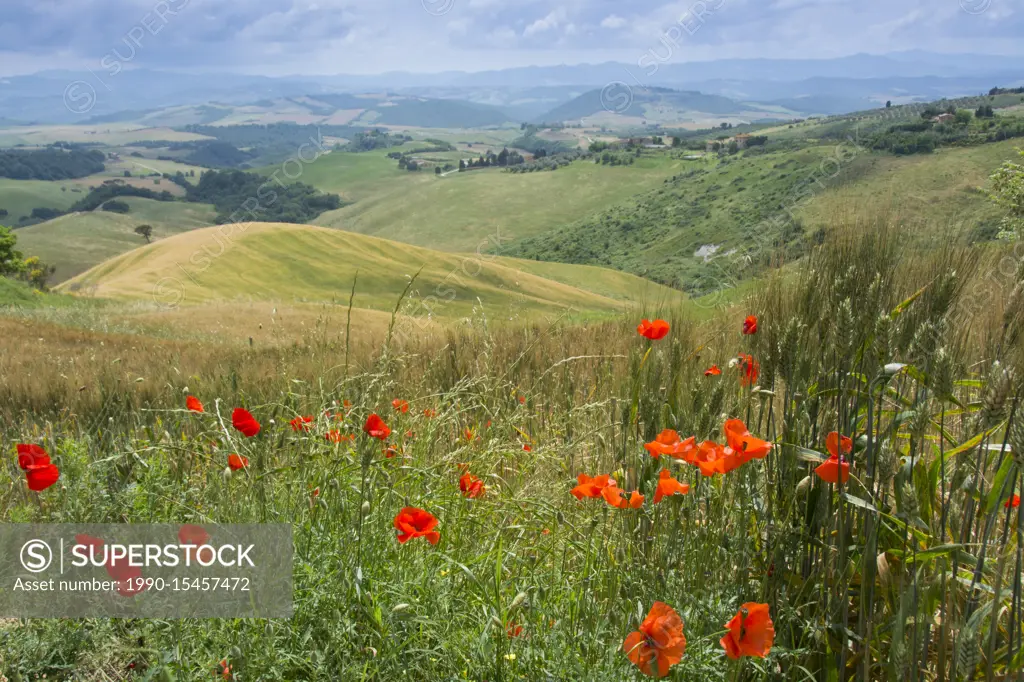 Tuscany, rural landscape with poppies and wheat, near Volterra, Italy