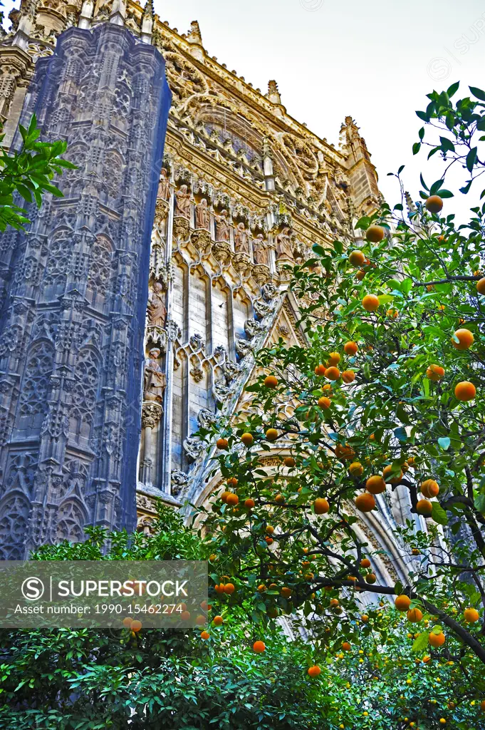 orange tree and Cathedral of Saint Mary of the See with orange tree, Seville Cathedral, Seville, Andalusia, Spain