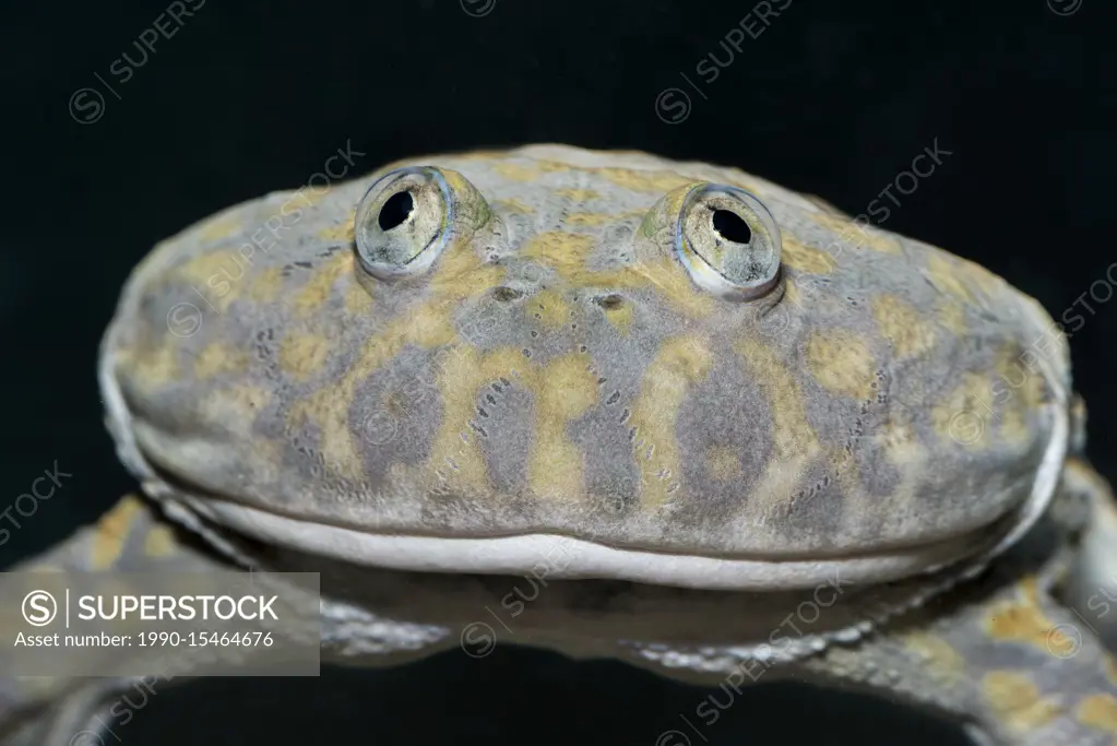 Paraguay Horned Frog ( Lepidobatrachus laevis) - captive. Also known as Budgett's Frog they are endemic to Paraguay, Bolivia, and Argentina.