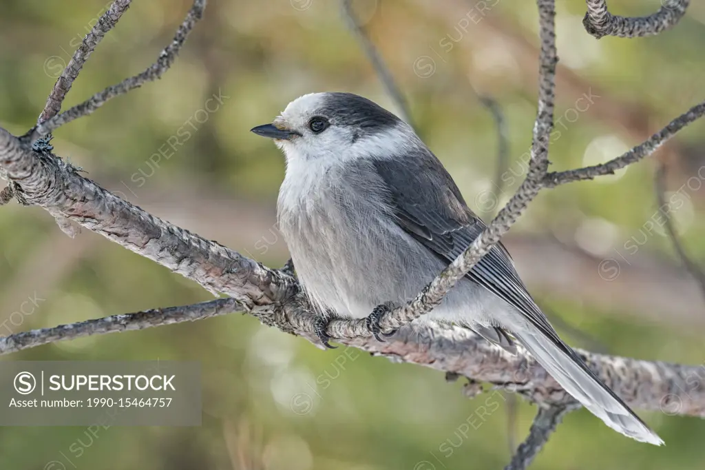 Gray Jay (Perisoreus canadensis) also known as the Canada Jay in Algonquin Provincial Park, Ontario, Canada.