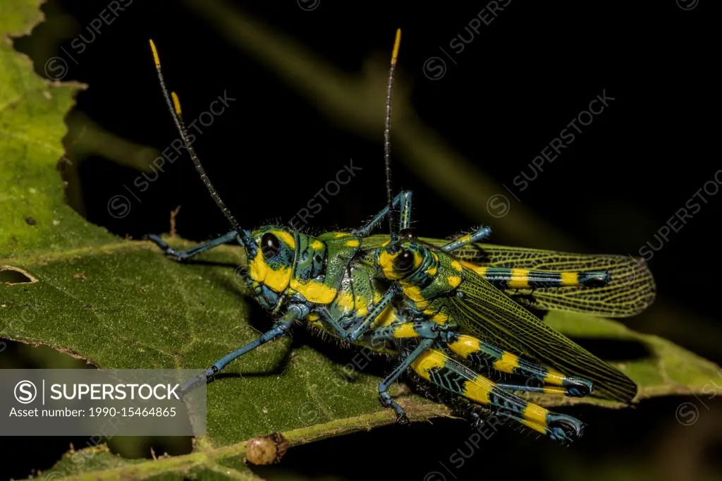 Painted Grasshopper (Chromacris sp.) mating in the Cordillera Escalera of the Amazon Rainforest near Tarapoto, Peru