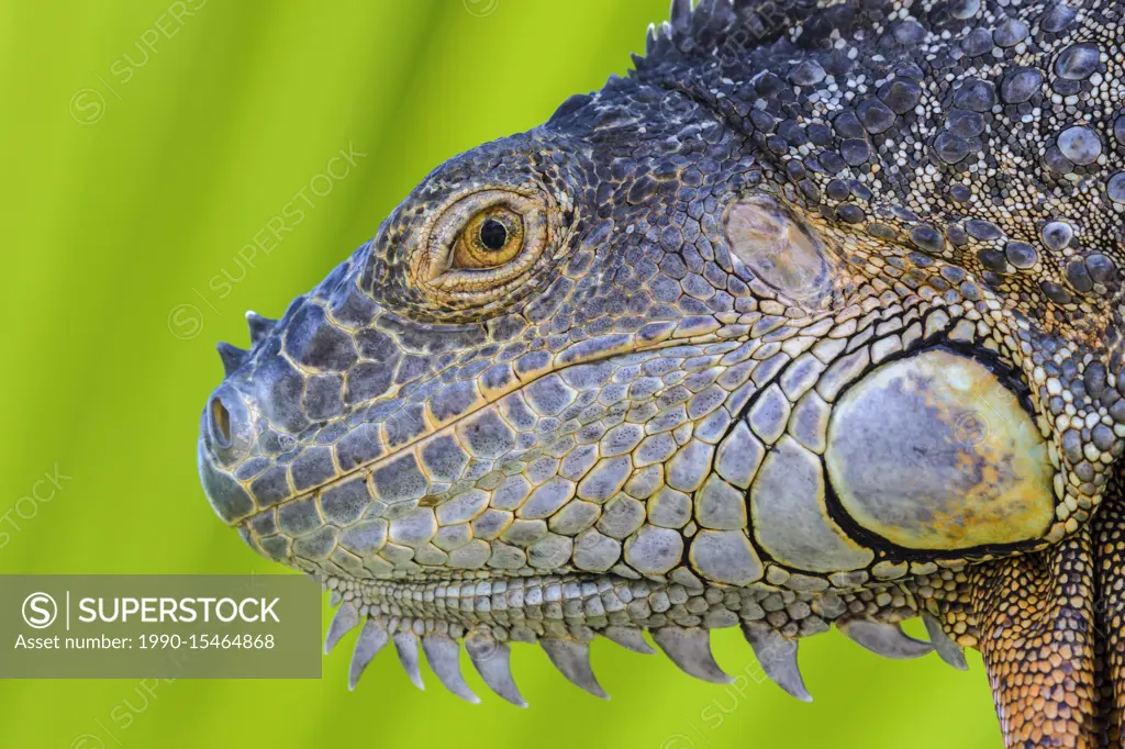 Green Iguana (Iguana iguana), Grand Cayman, British West Indies