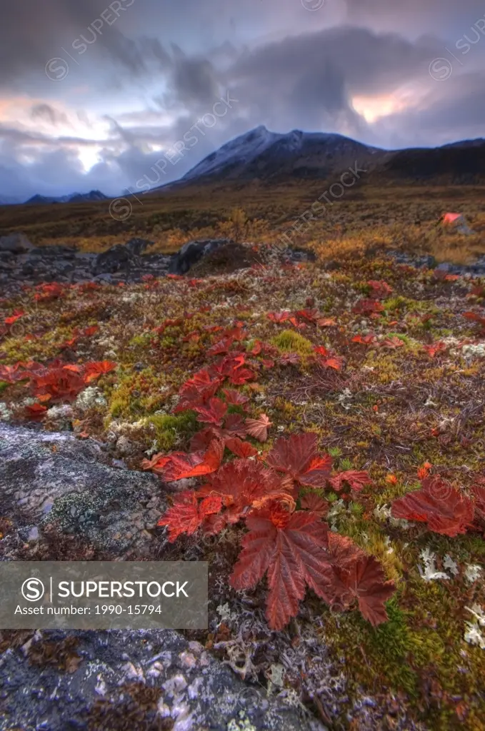 Vegetation on the tundra, Tombstone Territorial Park, Yukon, Canada