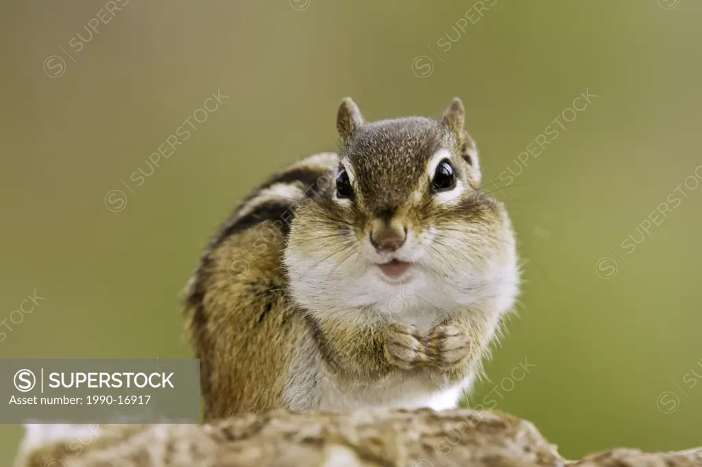 Eastern chipmunk Tamias striatus filling cheek pouches with seeds, Lively, Ontario, Canada