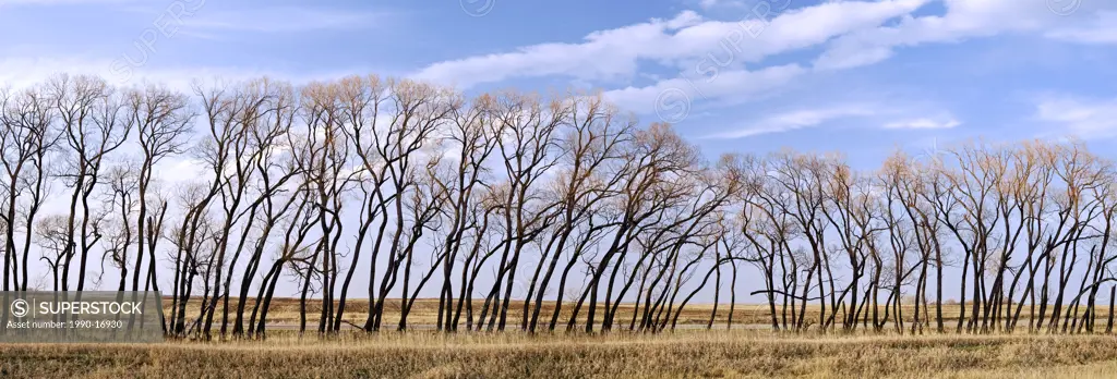 Shelterbelt of cottonwood trees, Brandon, Manitoba, Canada