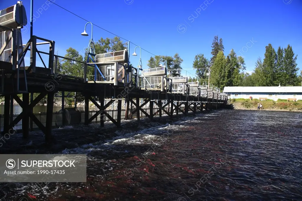 Sockeye salmon massed below fish counting fence, Fulton River Enhancement Facility, the largest of its kind in the world, near Granisle, BC