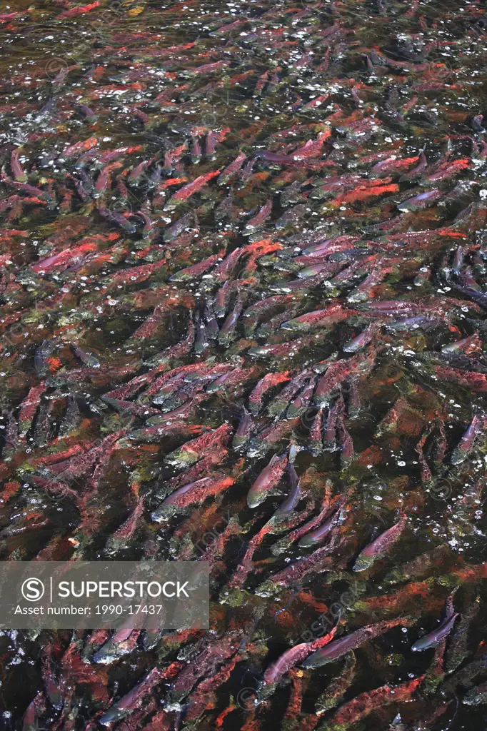 Sockeye salmon massed below counting fence at Fulton River Enhancement Facility, the largest sockeye spawning channel in the world, Granisle, British ...