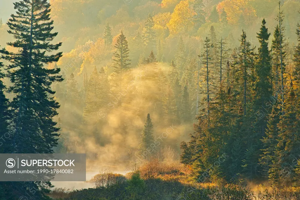 Morning fog rising above a creek in the boreal forest. Lake Superior Provincial Park Ontario Canada